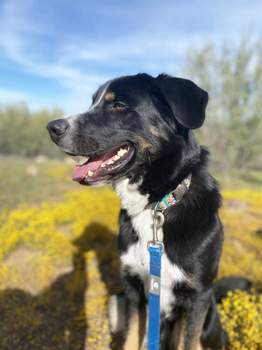 chinook dog